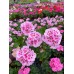 12" Geranium Container 